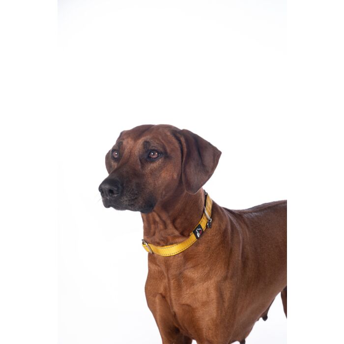 Hundehalsband -Anam Cara- Nylon