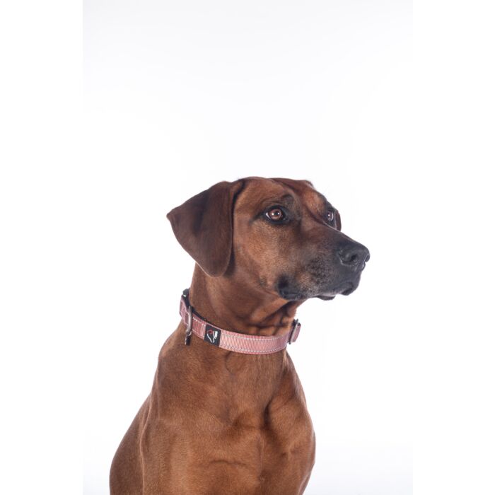 Hundehalsband -Anam Cara- Nylon