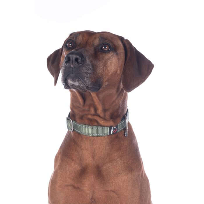 Hundehalsband -Anam Cara- Nylon