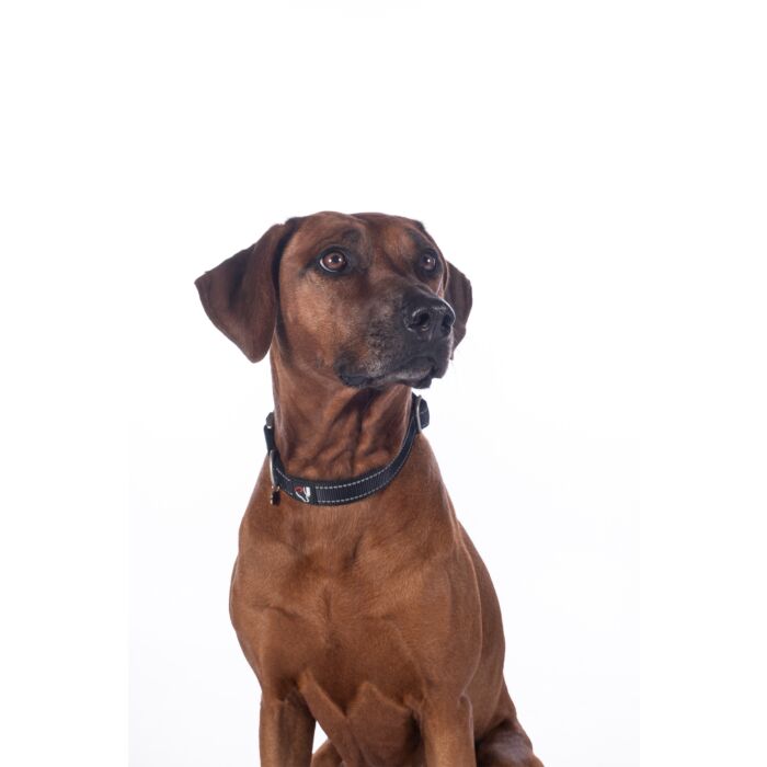 Hundehalsband -Anam Cara- Nylon