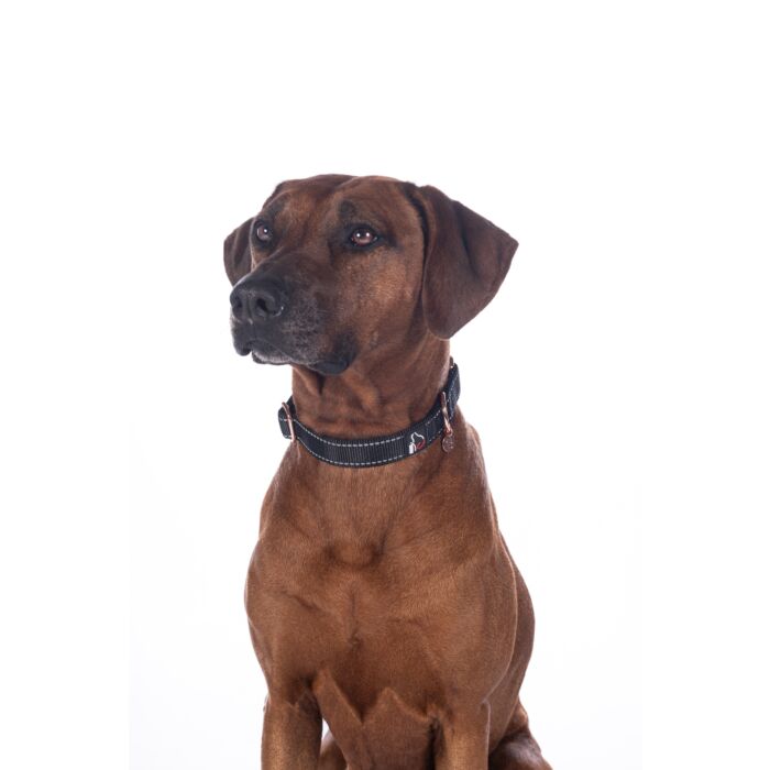 Hundehalsband -Anam Cara- Nylon