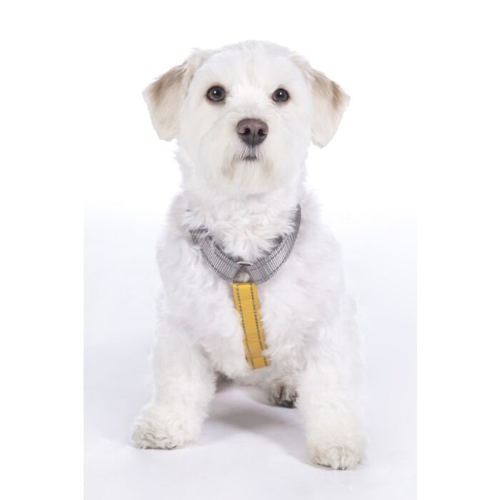 Hundegeschirr -Anam Cara Basic- Nylon