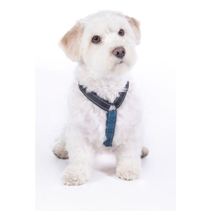 Hundegeschirr -Anam Cara Basic- Nylon