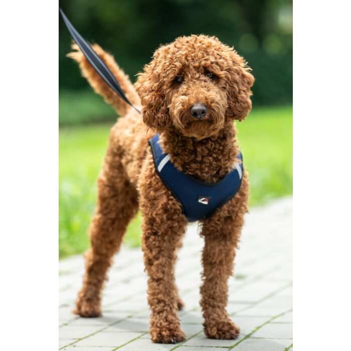 Hundegeschirr -Buddy Soft-