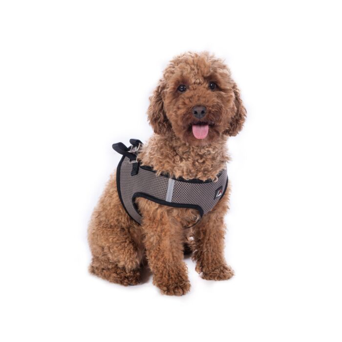 Hundegeschirr -Buddy Soft-