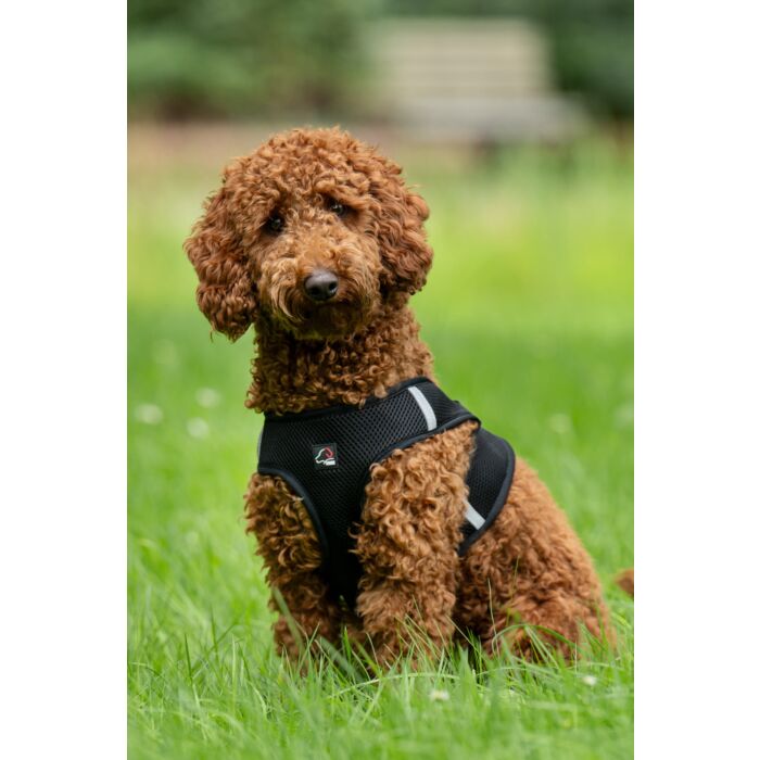 Hundegeschirr -Buddy Soft-