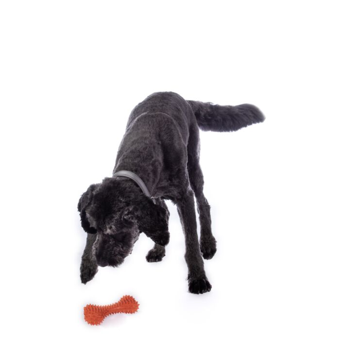 Hundespielzeug -Buddy Bone I- Naturkautschuk