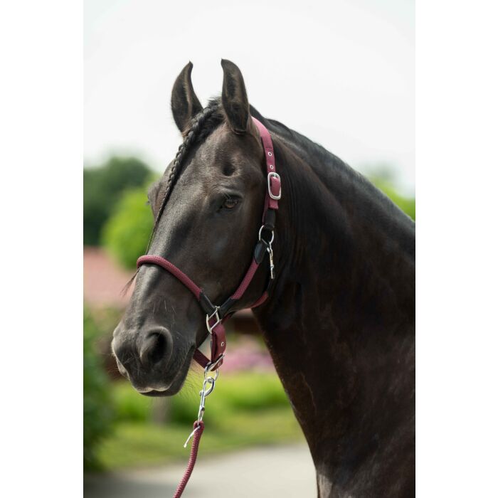 Halfter - Carlotta -