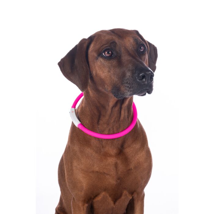 Leuchthalsband für Hunde -LED-