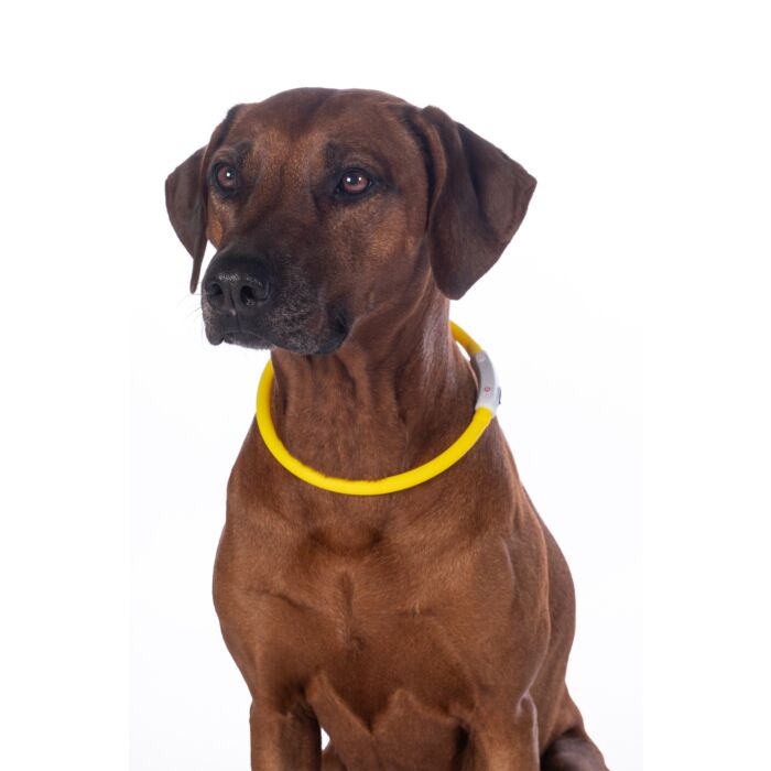 Leuchthalsband für Hunde -LED-
