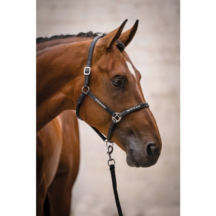 Lederhalfter -Sparkle-