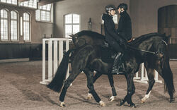 PIKEUR QUILTED FLEXJACKET Steppjacke m. Kapuze