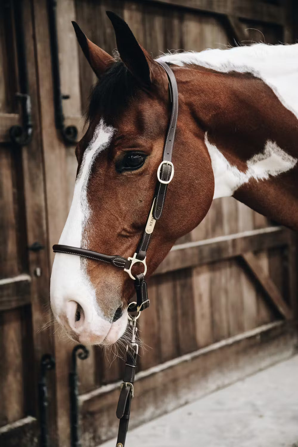 Stallhalfter Leder